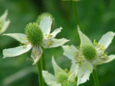 Anemone cylindrica bestellen